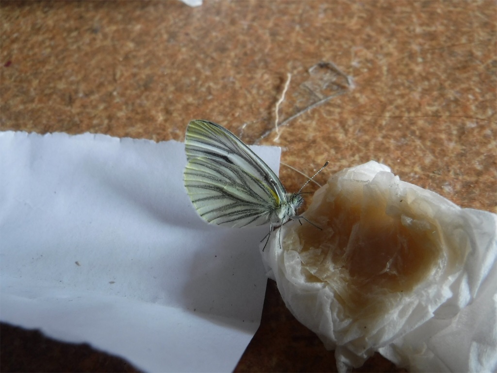 f:id:yurukkosae:20200510203826j:image