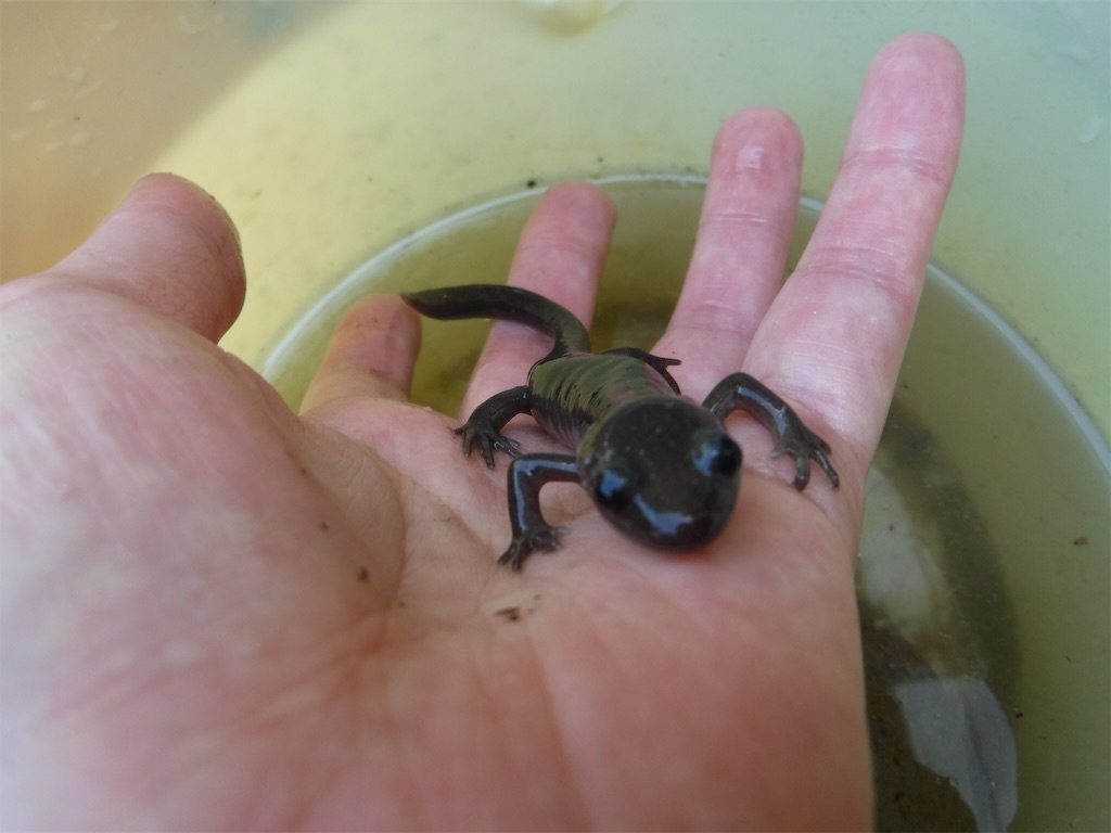 f:id:yurukkosae:20200605060749j:image