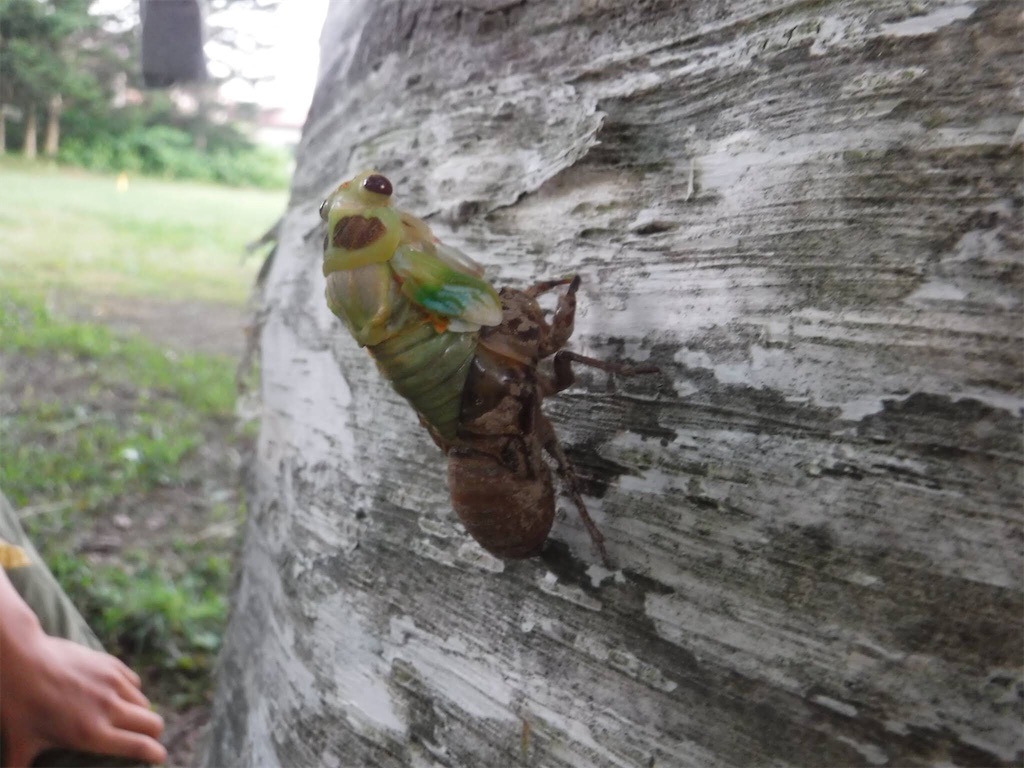 f:id:yurukkosae:20210103060625j:image f:id:yurukkosae:20210103060625j:image