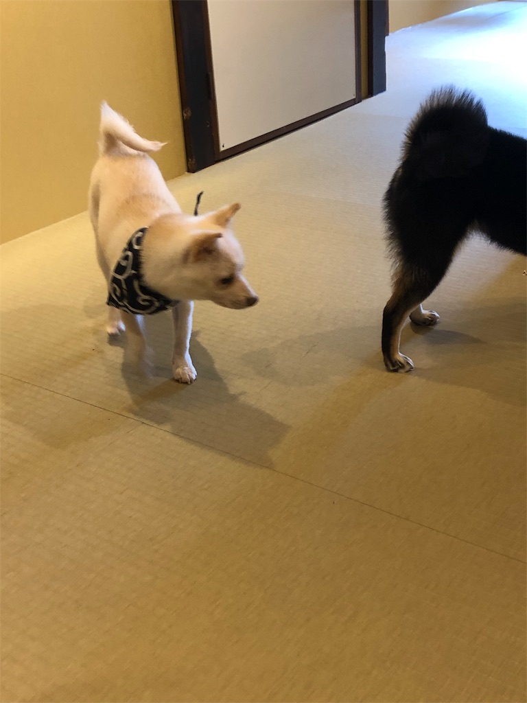 f:id:yurulin:20190318075448j:image