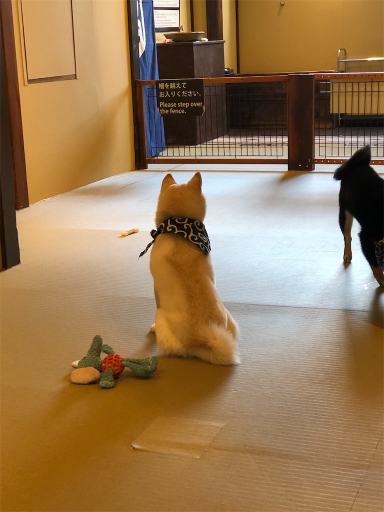 f:id:yurulin:20190318075455j:image