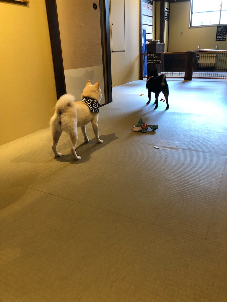f:id:yurulin:20190318075459j:image