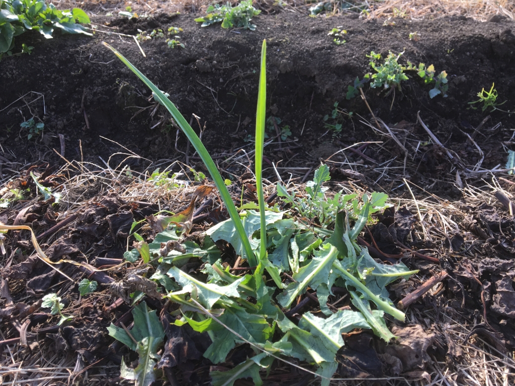 f:id:yurumu:20161211150126j:plain f:id:yurumu:20161211150126j:plain