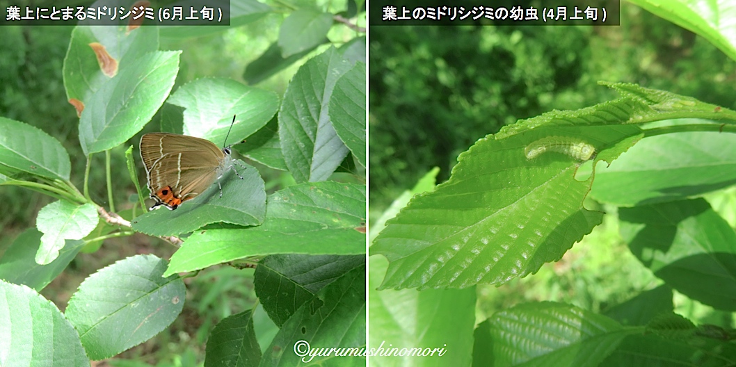 ハンノキ - ゆるむしの森プロジェクト