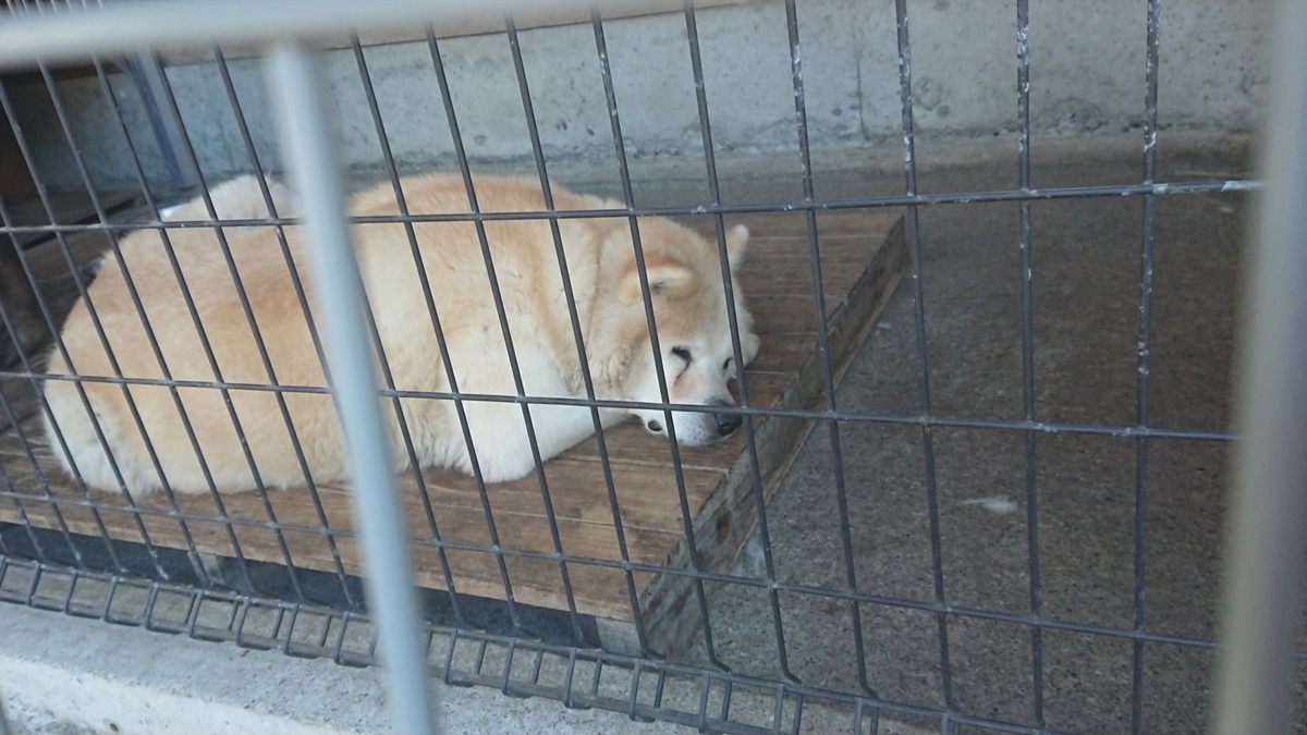 f:id:yurupule:20190615150431j:plain