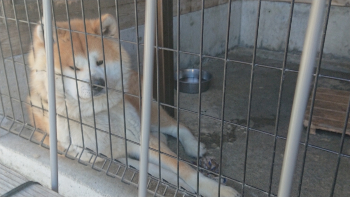 f:id:yurupule:20190615150500j:plain