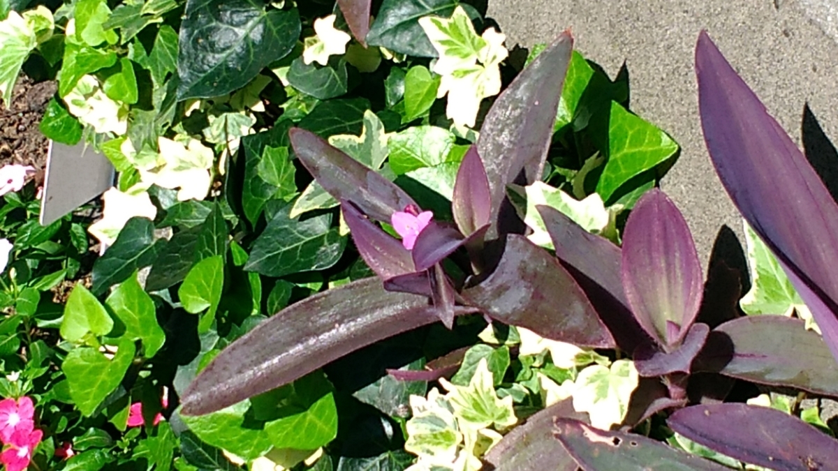 f:id:yururakudeikiyou:20210722175006j:plain