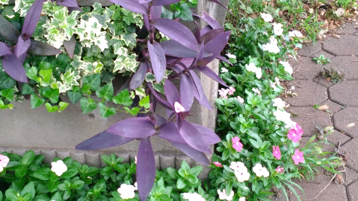 f:id:yururakudeikiyou:20210823180929j:plain