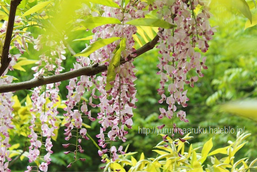 f:id:yururimaaruku:20160501215205p:plain f:id:yururimaaruku:20160501215205p:plain
