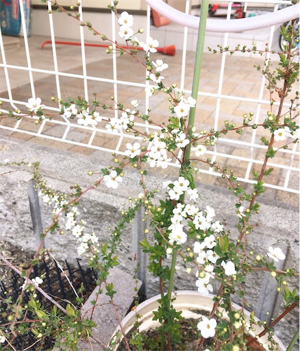 f:id:yururimaaruku:20170315074614j:image f:id:yururimaaruku:20170315074614j:image