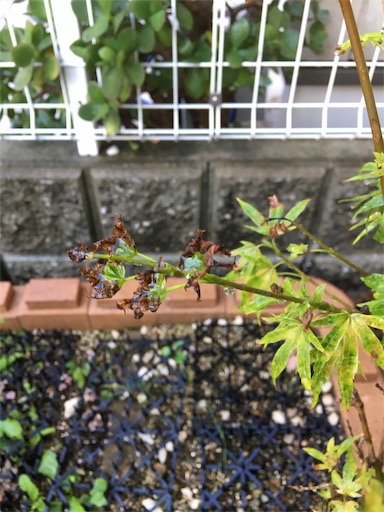 f:id:yururimaaruku:20170804075929j:image f:id:yururimaaruku:20170804075929j:image