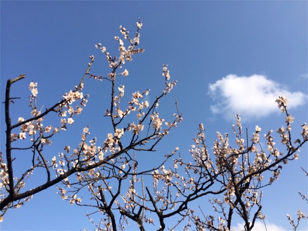 f:id:yururiururi:20170328225705j:image f:id:yururiururi:20170328225705j:image