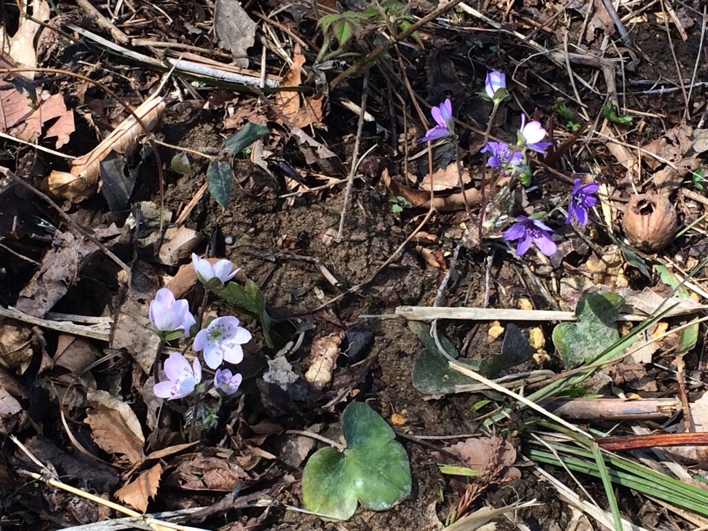 f:id:yururiururi:20180324214005j:image f:id:yururiururi:20180324214005j:image