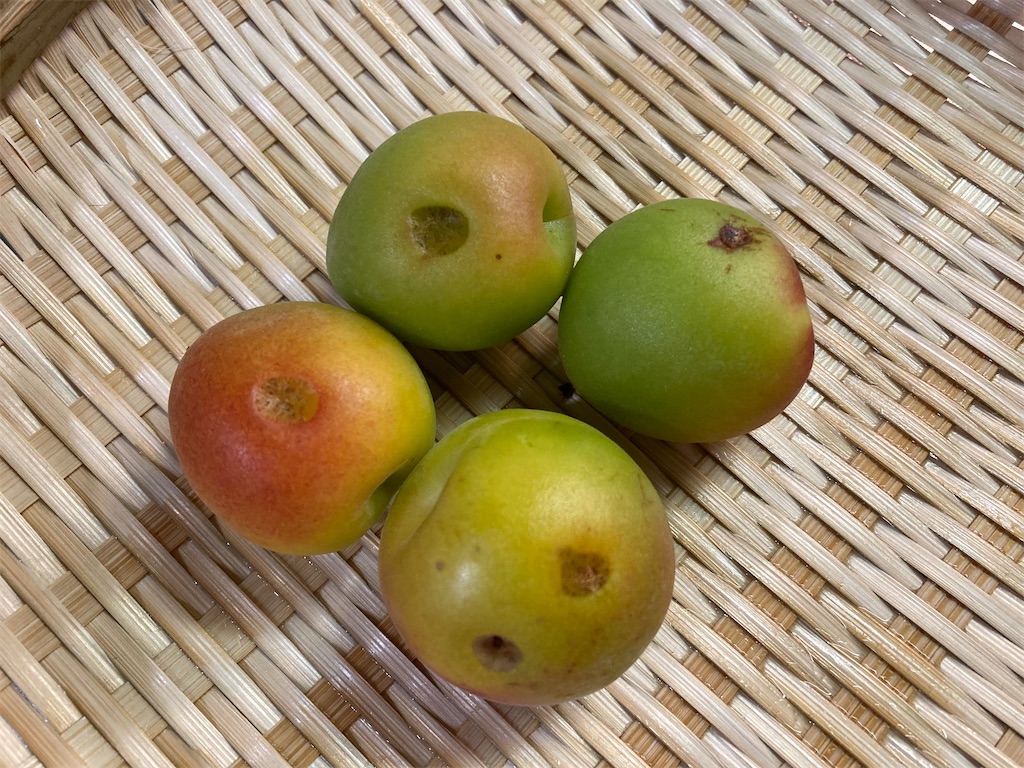 f:id:yurutotolife:20230618150948j:image