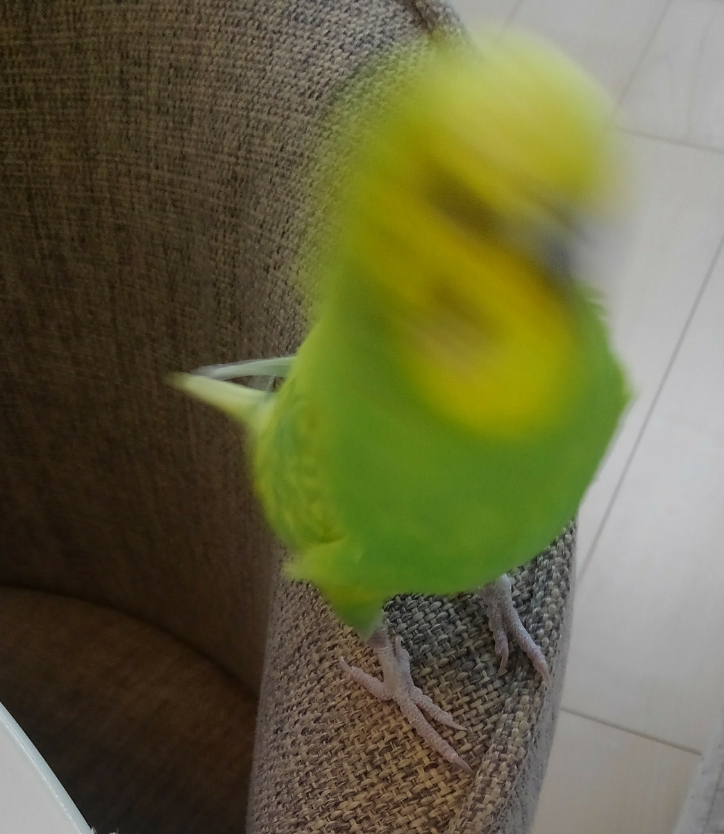 インコ 首 を 振る