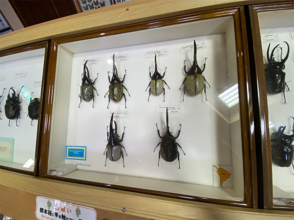 f:id:yuruyurutraveldiary:20260204194833j:image f:id:yuruyurutraveldiary:20260204194833j:image