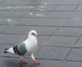 20120623091500