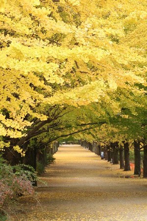 f:id:yusei2000:20061122111046j:image