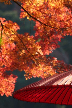 f:id:yusei2000:20061211155942j:image