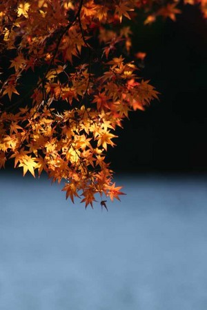 f:id:yusei2000:20061211160140j:image