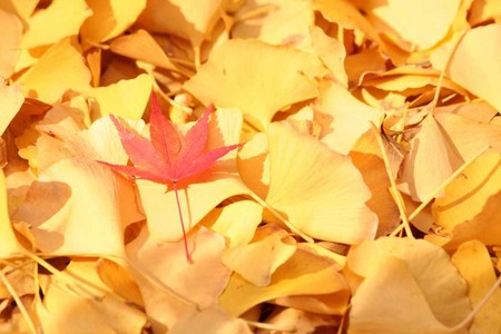 f:id:yusei2000:20061211160251j:image