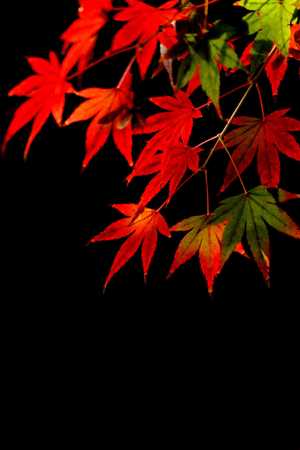 f:id:yusei2000:20071116200823j:image