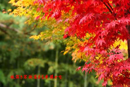 f:id:yusei2000:20071120202118j:image