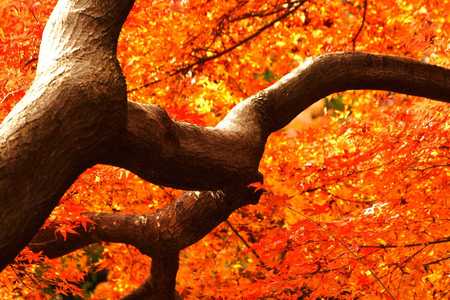 f:id:yusei2000:20071211132142j:image