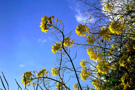 f:id:yusei2000:20080411131118j:image