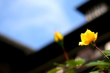 f:id:yusei2000:20081011132545j:image