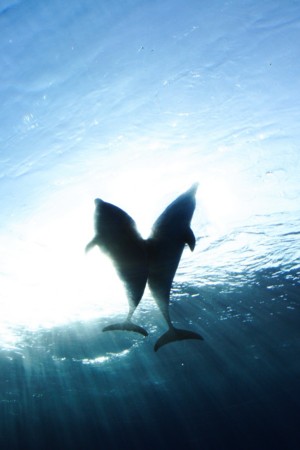 f:id:yusei2000:20090223140049j:image