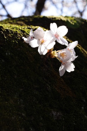 f:id:yusei2000:20090402141509j:image