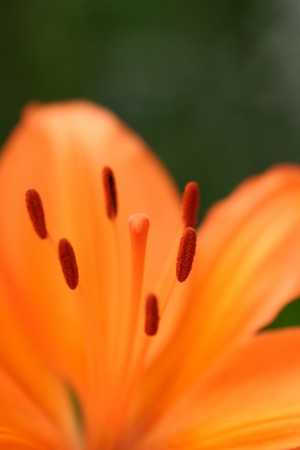 f:id:yusei2000:20090527133005j:image