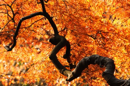 f:id:yusei2000:20091201163847j:image