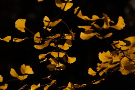f:id:yusei2000:20091201163921j:image