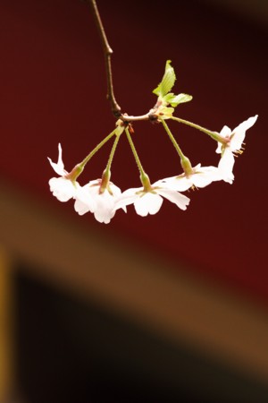 f:id:yusei2000:20100405135301j:image