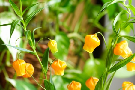 f:id:yusei2000:20100514133858j:image