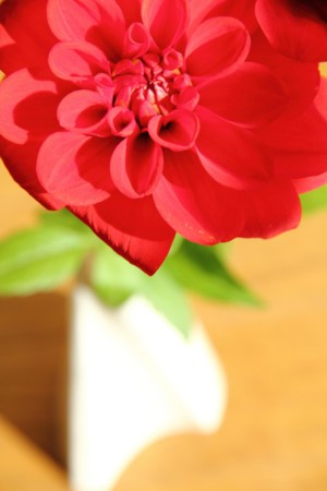 f:id:yusei2000:20101103115430j:image
