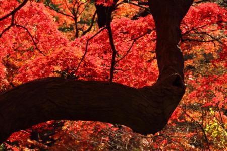 f:id:yusei2000:20101204105032j:image