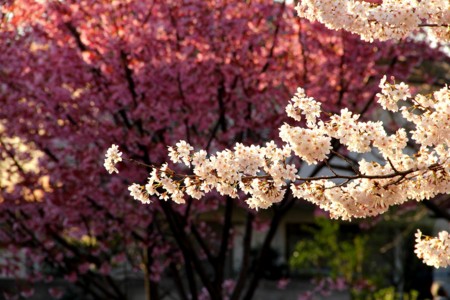 f:id:yusei2000:20110407091813j:image