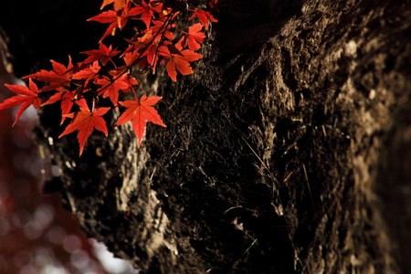 f:id:yusei2000:20111202144504j:image