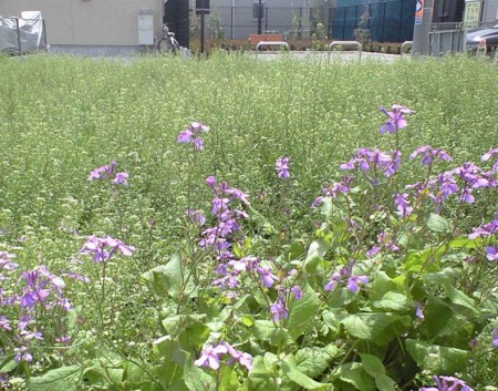 f:id:yusei2000:20130410135025j:image