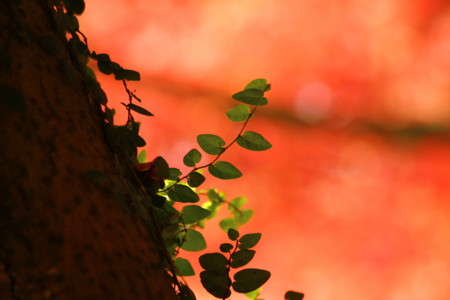 f:id:yusei2000:20131202105845j:image