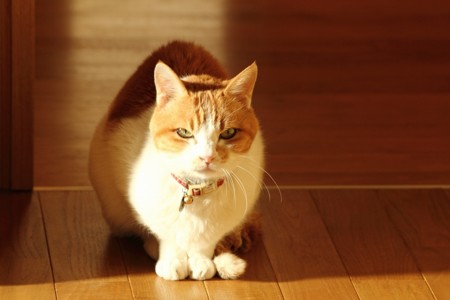 f:id:yusei2000:20140301174236j:image