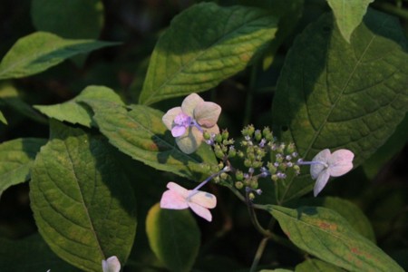 f:id:yusei2000:20140619141232j:image