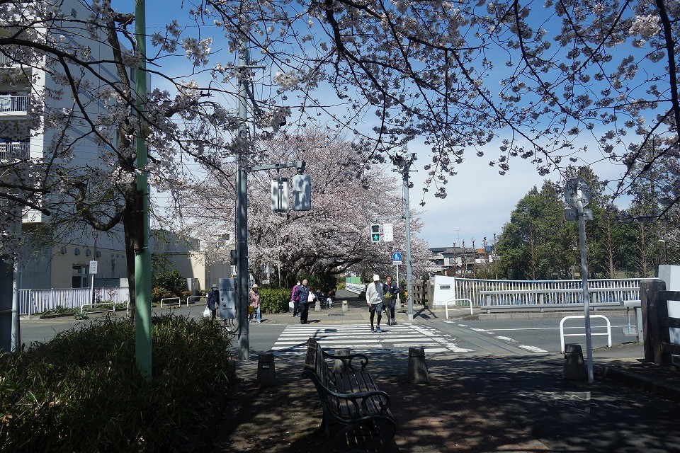 桜2019