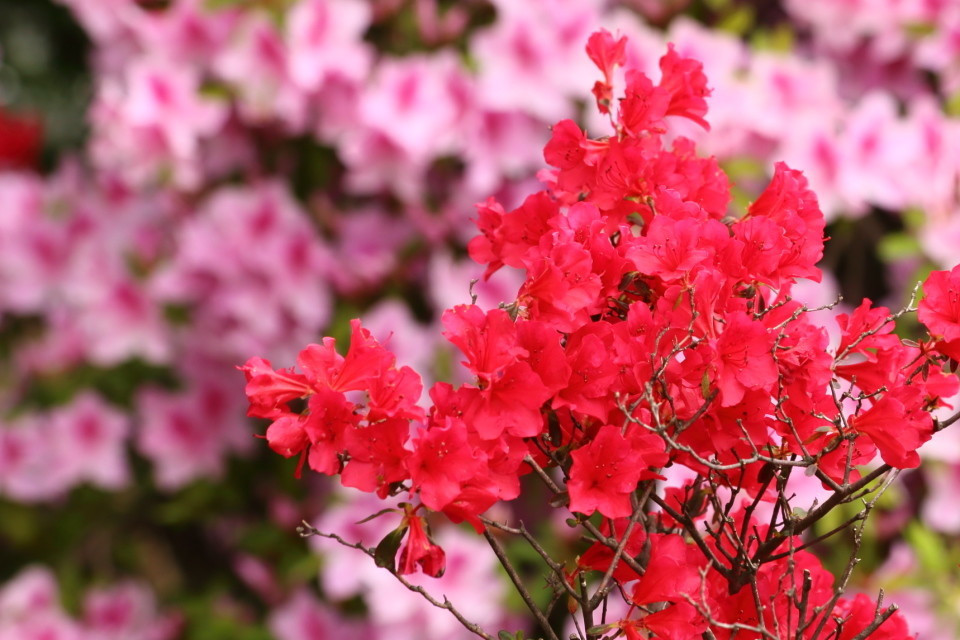 f:id:yusei2000:20190501150917j:plain