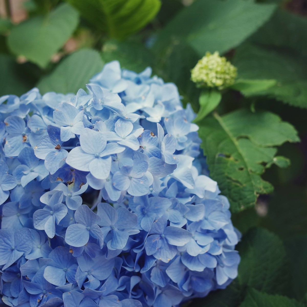 f:id:yusei2000:20210601151328j:plain