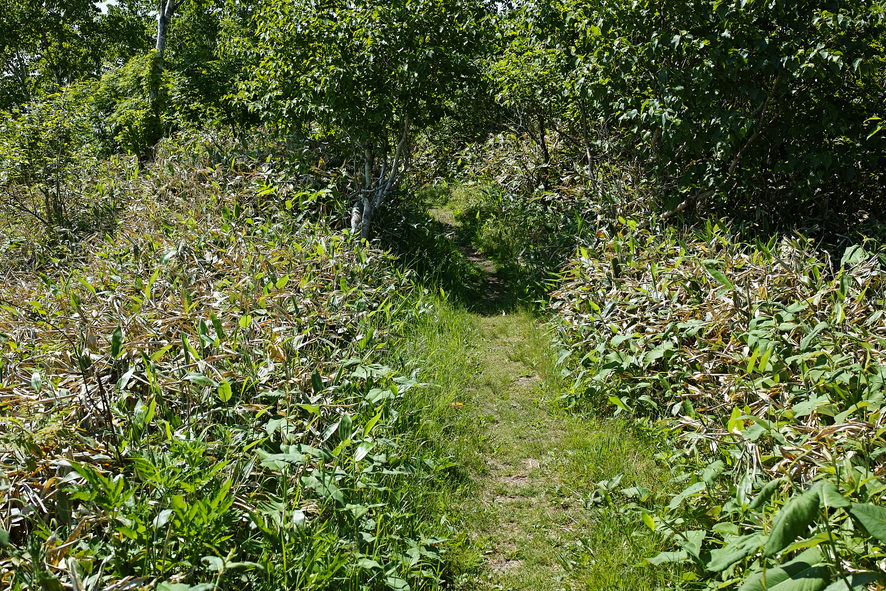 f:id:yusei3:20210806234049j:plain