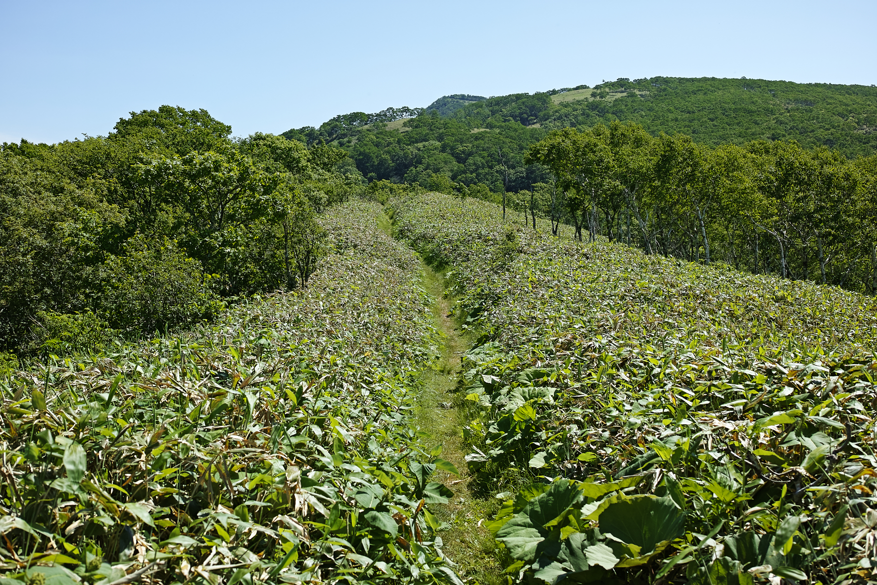 f:id:yusei3:20210806234123j:plain